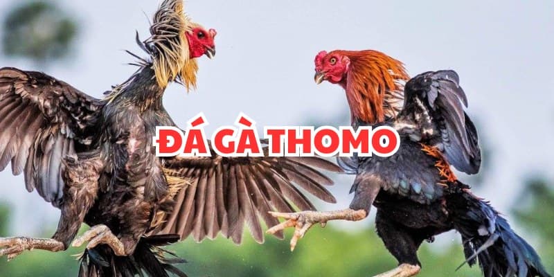 Sân chơi J88 mang đến trải nghiệm Đá gà Thomo đỉnh cao